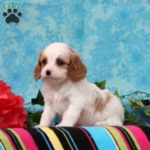 Kory, Cavalier King Charles Mix Puppy
